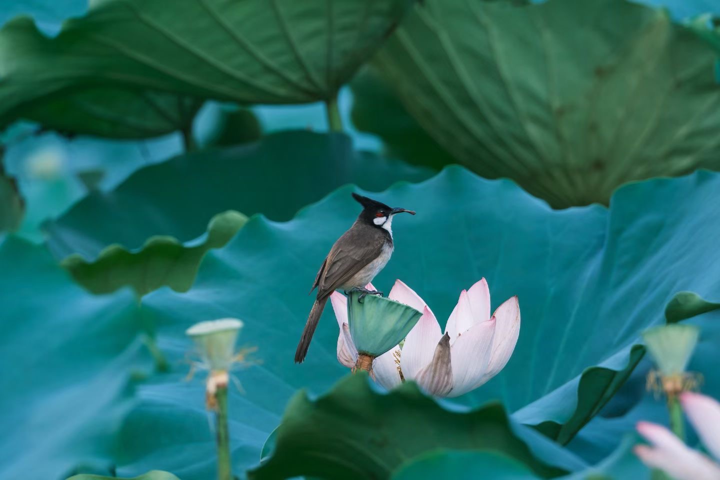 摄影点评图片